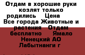 Отдам в хорошие руки козлят.только родились. › Цена ­ 20 - Все города Животные и растения » Отдам бесплатно   . Ямало-Ненецкий АО,Лабытнанги г.